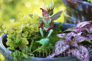 Fairy garden with boy fairy